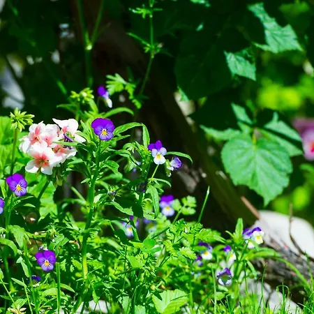 Grancharova Gasthuis Bansko